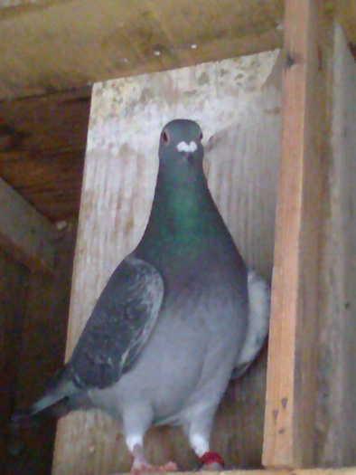 Alex0164 - Porumbei mei in 2011