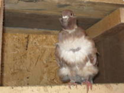 IMCLGRRNPNHXPLBGKLO - Porumbei de ornament