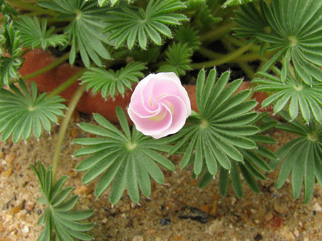 Oxalis palmifrons flower opening