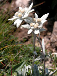 Leontopodium-alpinum-1[1] - 01despre floarea de colt