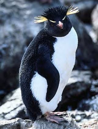 image002 - Pinguinul cu mot auriu
