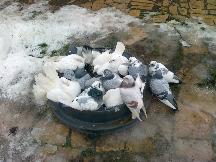 08012011096 - porumbei iarna la baie