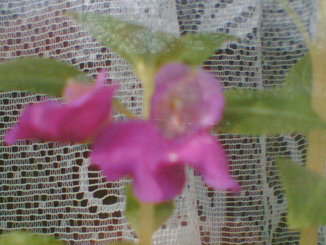 Imag012 - Diverse flori