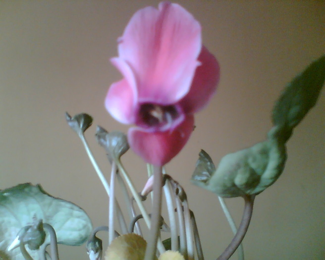 Imag018 - Cyclamen