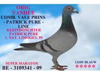 adfbba - Porumbei de straini