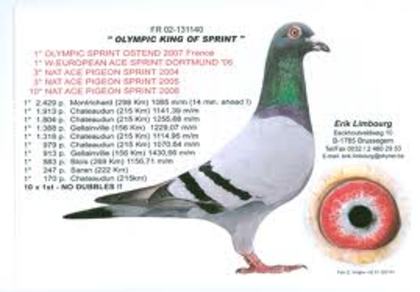 brthn - Porumbei de straini