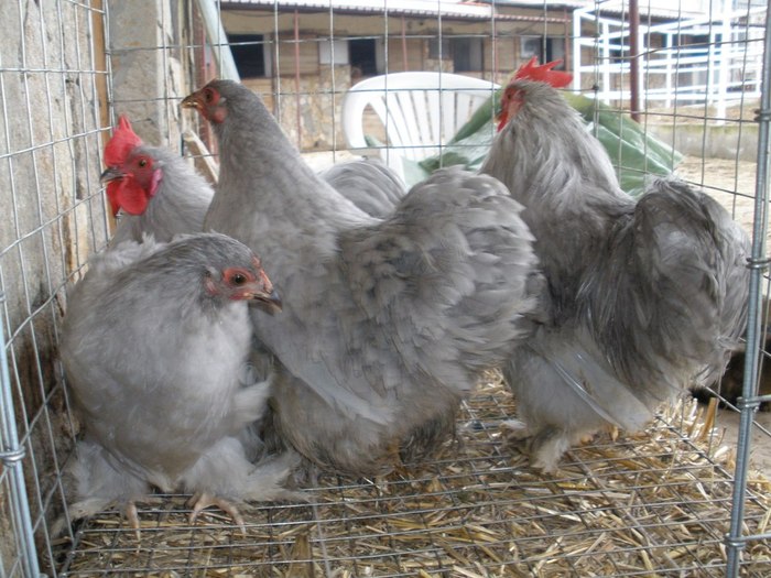 2010 - 01-Cochinchina Lavanda Pitic - Self blue pekin bantam