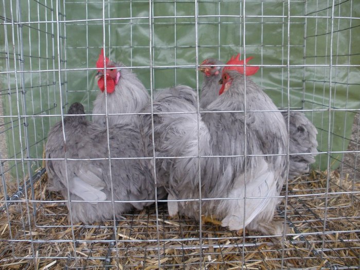 2010 - 01-Cochinchina Lavanda Pitic - Self blue pekin bantam