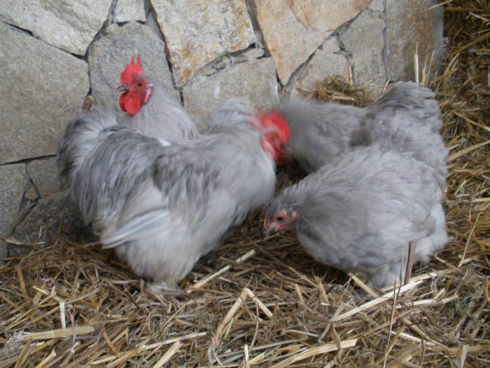 2010 - 01-Cochinchina Lavanda Pitic - Self blue pekin bantam