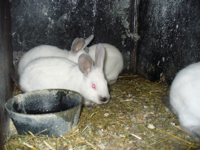 8 PUI DE 1 LUNA SI 3 SAPTAMANI