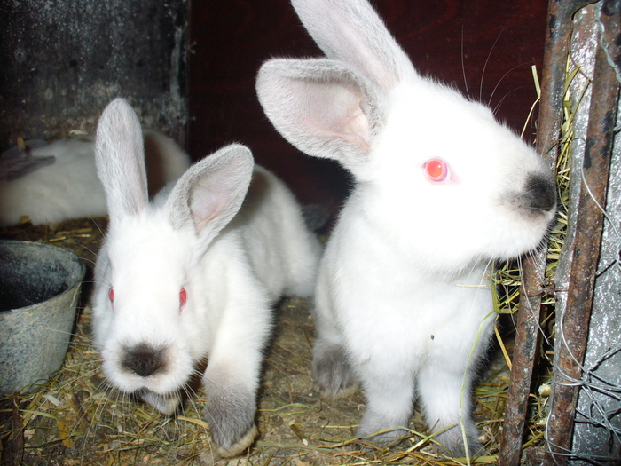 8 PUI DE 1 LUNA SI 3 SAPTAMANI