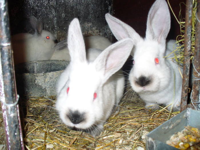 8 PUI DE 1 LUNA SI 3 SAPTAMANI