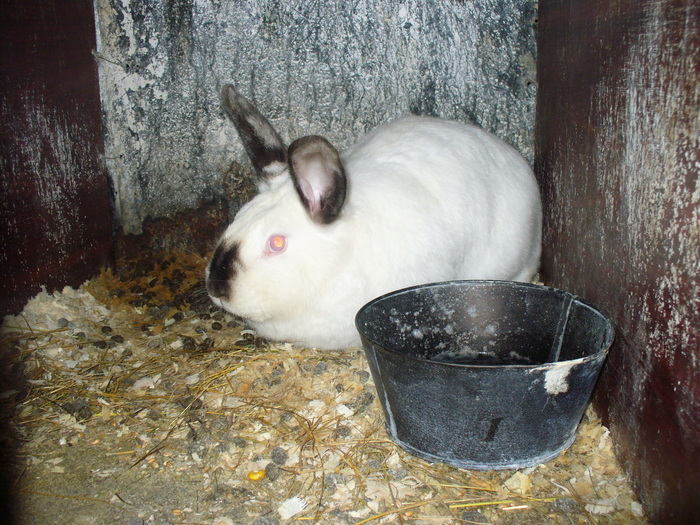 MAMA PUILOR DE 1 LUNA SI 3 SAPTAMANI