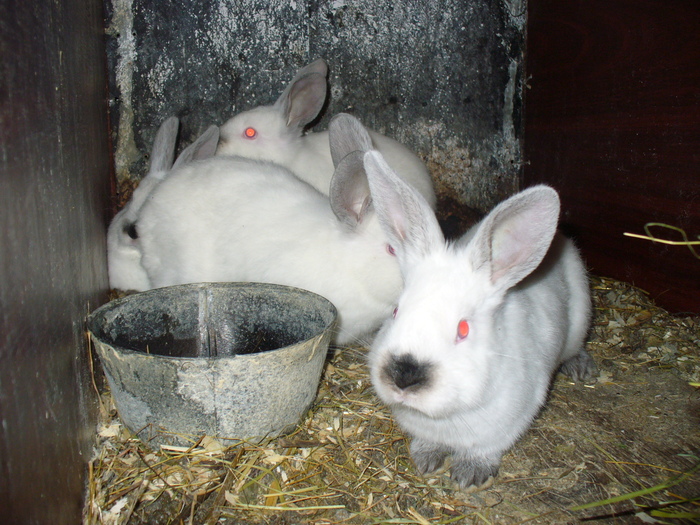 8 PUI DE 1 LUNA SI 3 SAPTAMANI