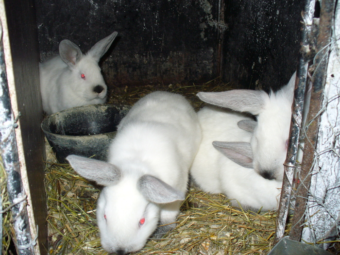 8 PUI DE 1 LUNA SI 3 SAPTAMANI