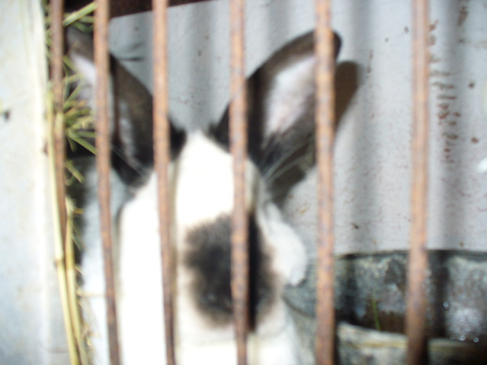 SI EU SUNT INSARCINATA IN 2 SAPTAMANI JUMATE