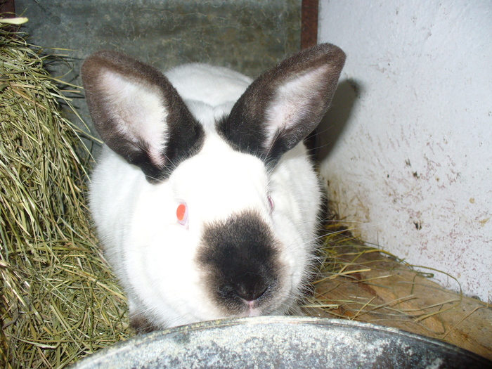 SI EU SUNT INSARCINATA IN 2 SAPTAMANI JUMATE