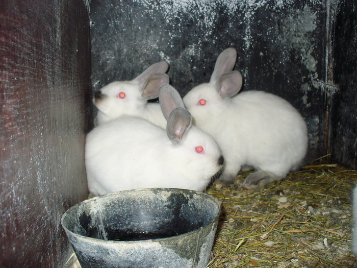 8 PUI DE 1 LUNA SI 3 SAPTAMANI