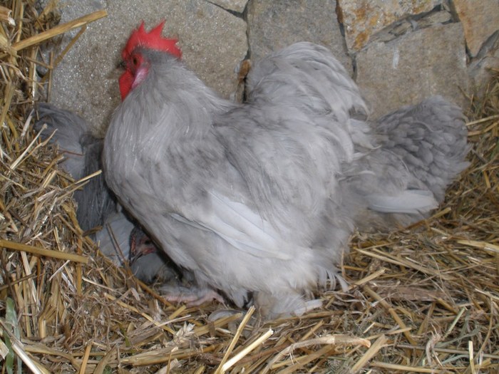 017 - 01-Cochinchina Lavanda Pitic - Self blue pekin bantam