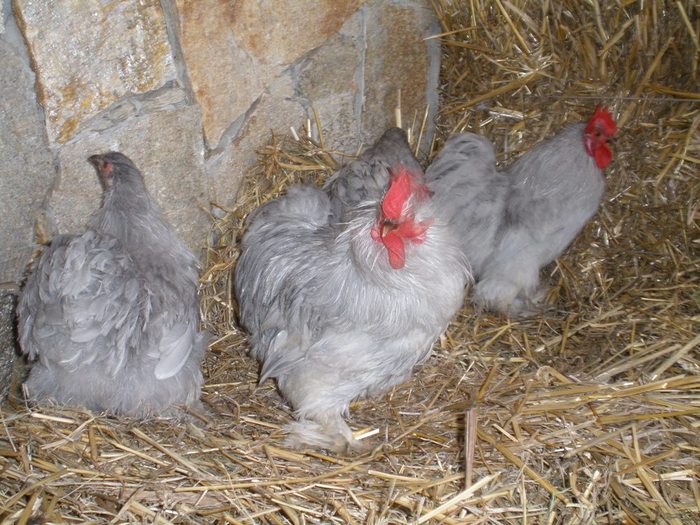 018 - 01-Cochinchina Lavanda Pitic - Self blue pekin bantam