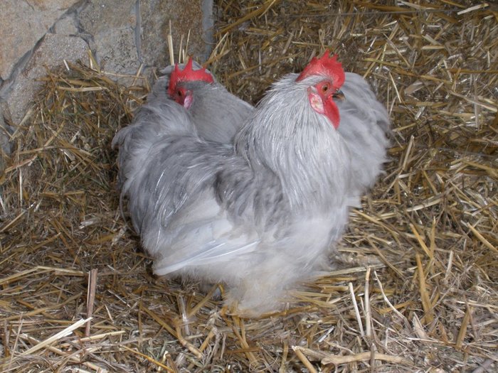 2010 - 01-Cochinchina Lavanda Pitic - Self blue pekin bantam