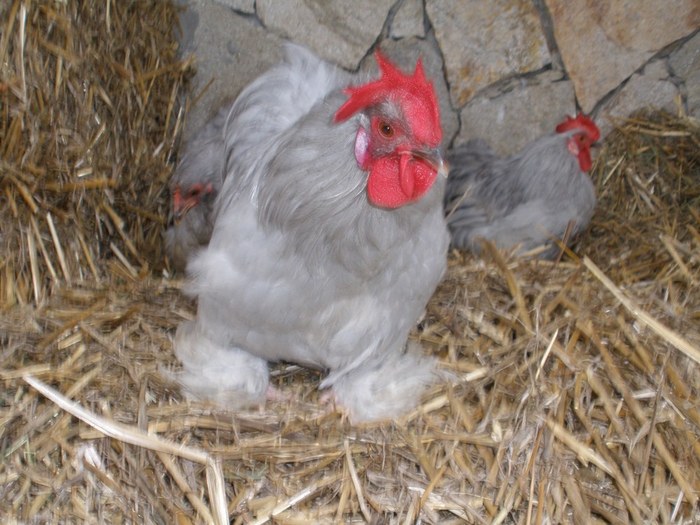 023 - 01-Cochinchina Lavanda Pitic - Self blue pekin bantam