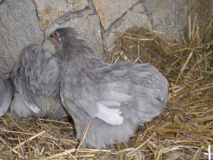 026 - 01-Cochinchina Lavanda Pitic - Self blue pekin bantam