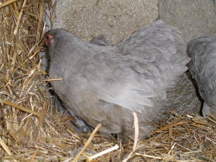 027 - 01-Cochinchina Lavanda Pitic - Self blue pekin bantam