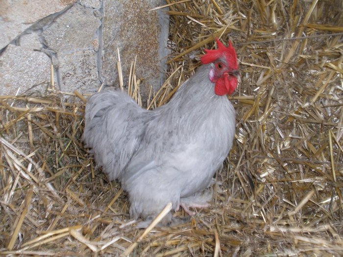 029 - 01-Cochinchina Lavanda Pitic - Self blue pekin bantam