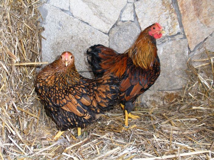 001 - 06-Wyandotte Aurie - Pitic - Golden laced wyandotte - bantam