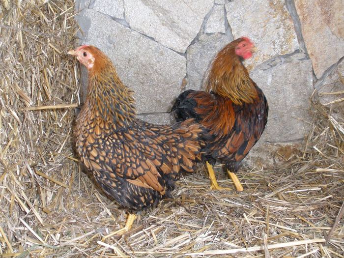 035 - 06-Wyandotte Aurie - Pitic - Golden laced wyandotte - bantam