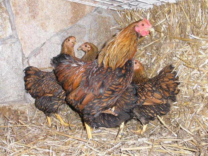 105 - 06-Wyandotte Aurie - Pitic - Golden laced wyandotte - bantam