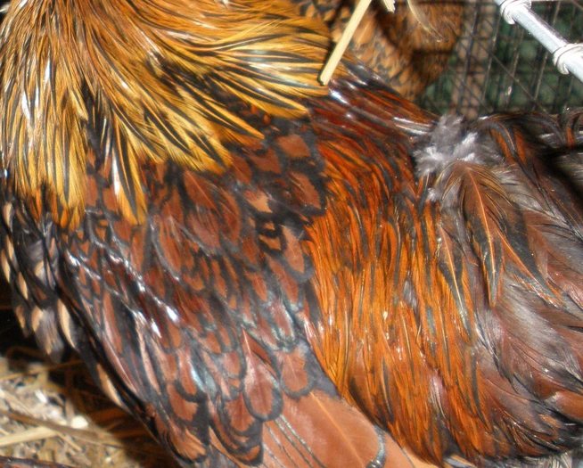 005 - 06-Wyandotte Aurie - Pitic - Golden laced wyandotte - bantam