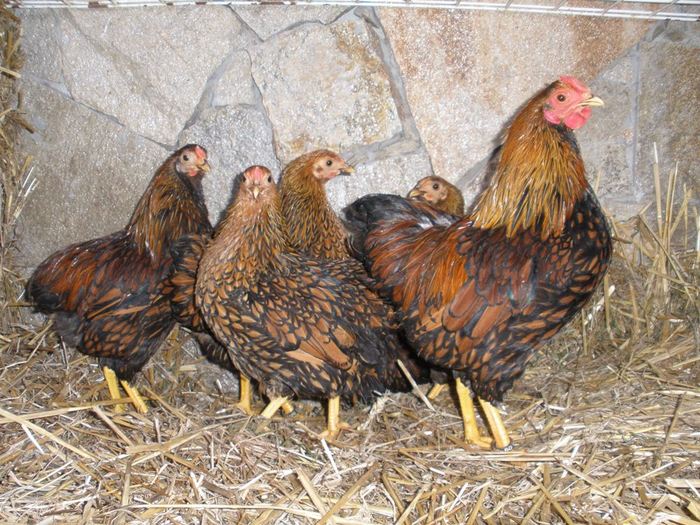 116 - 06-Wyandotte Aurie - Pitic - Golden laced wyandotte - bantam