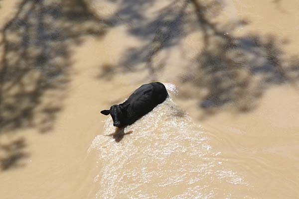 saraca vaca...:( - Inundatii - Ianuarie 2011