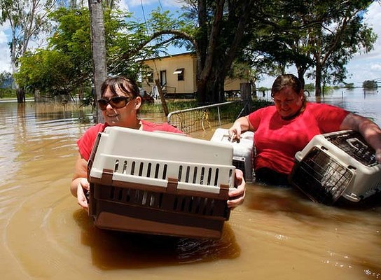 salvam animalele.. - Inundatii - Ianuarie 2011