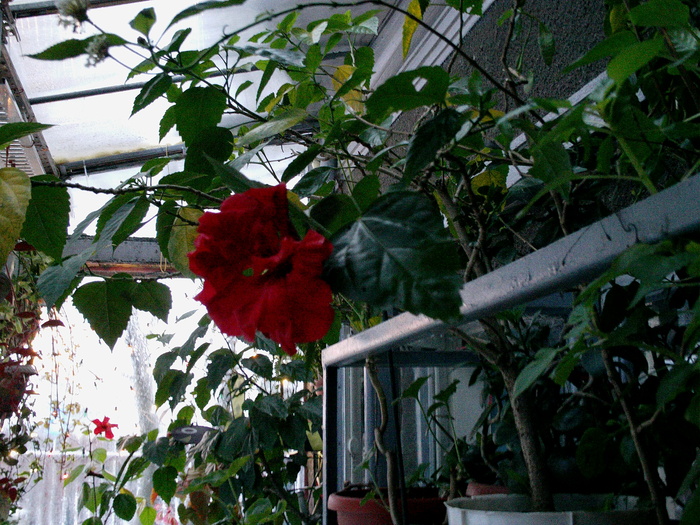Iarna trandafir japonez - Sarbatori de iarna