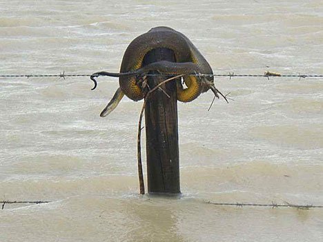  - Inundatii - Ianuarie 2011