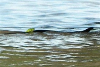 o broscuta se salveaza pe spatele unui sarpe. - Inundatii - Ianuarie 2011
