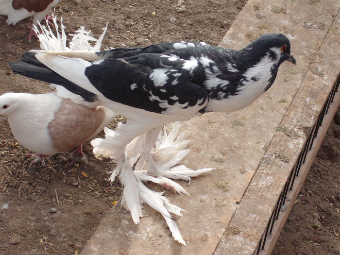 15 - Porumbei de ornament De Vanzare