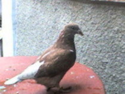 21023626_CHPLCNBRQ - poze cu porumbeii al unui prieten