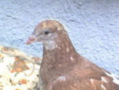 21117944_GUEVKNOXB - poze cu porumbeii al unui prieten