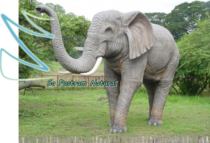elefantul - Sa Pastram Natura