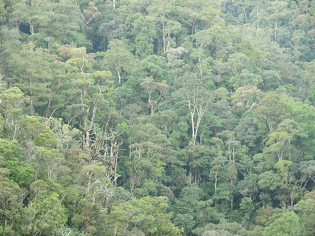 mk_08042009_175847_26 - Insula Borneo