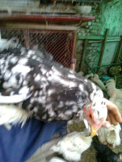 conchinchina alb-negru; pui 2010 in varsta de 6-7 luni
