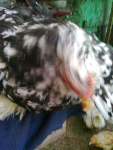 conchinchina alb-negru (1); pui 2010 in varsta de 6-7 luni
