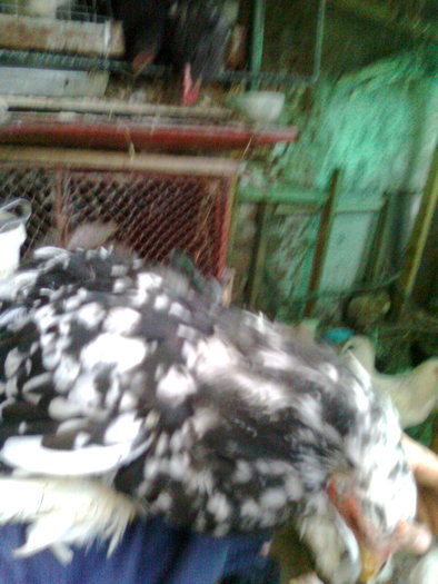 conchinchina alb-negru (3); pui 2010 in varsta de 6-7 luni
