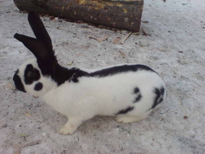 Mascul (5) 9 luni(Vandut)