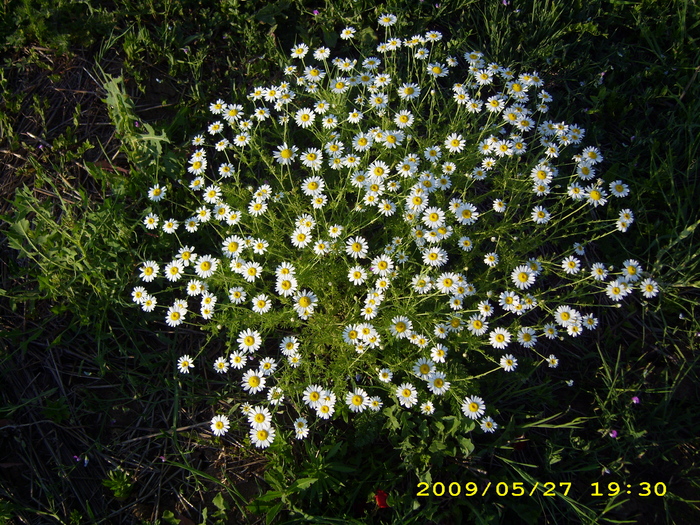 mai2009 rapita 147 - albine  flori si polen- bees flowers and polen
