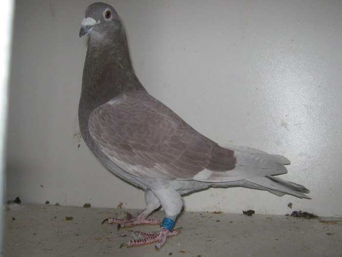 Puiu 2008 - Porumbei concurs